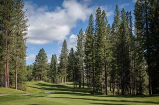 Plumas Pines