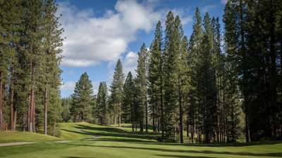 Plumas Pines